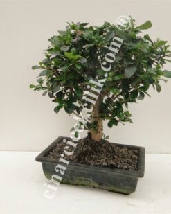 Pagano Bonsa Carmona 20