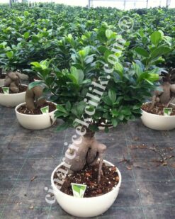 Ginseng Bonsai Ortaboy