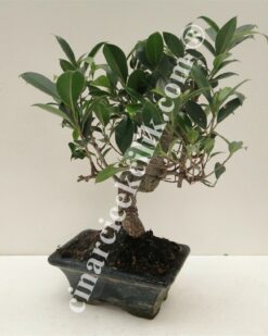 Pagano Bonsai Ficus Retusa (15)