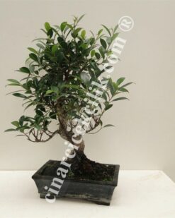 Klanacuha Ayaklı Saksıda