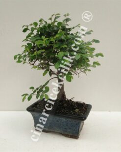 Pagano Bonsai Zelkova Ağacı 15