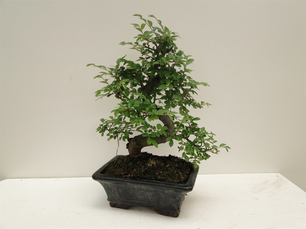 Pagano Bonsai Ağacı Zelkova 20 - Görsel 2