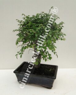 Pagano Bonsai Ağacı Zelkova