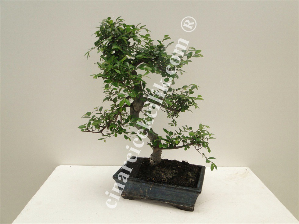 Pagano Bonsai Zelkova Agaç (orta boy)