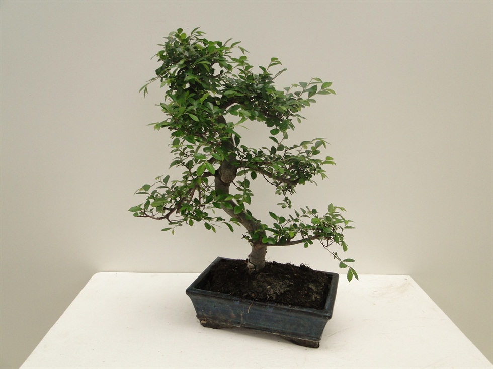 Pagano Bonsai Zelkova Agaç (orta boy) - Görsel 2