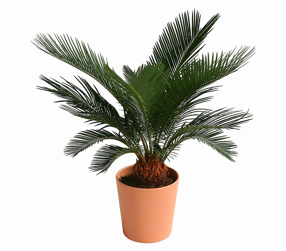 Palmfarn Cycas Saksi Çiçegi C-SAK169 - Görsel 2