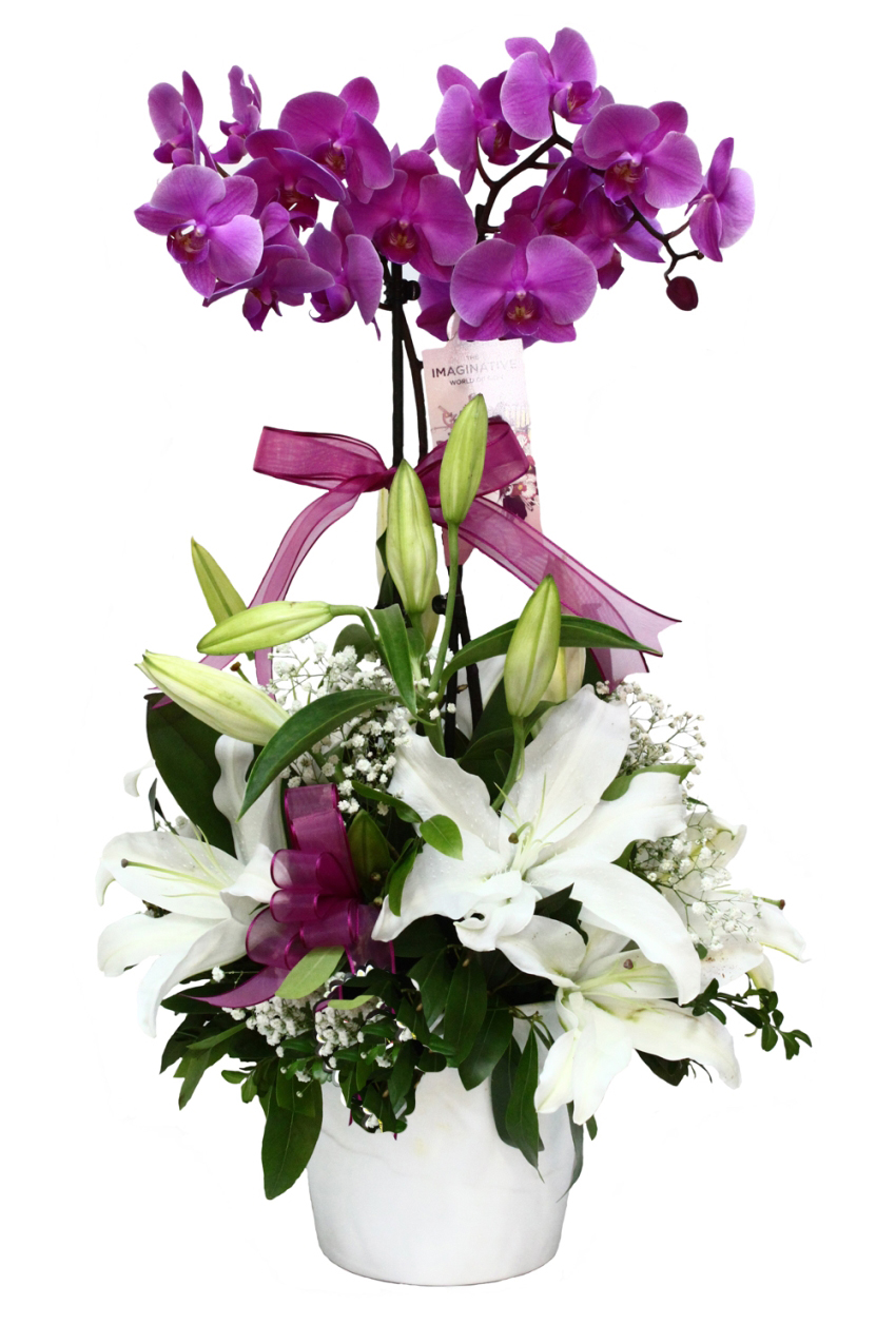 İkili Pembe Orkide C-OR135 - Görsel 2