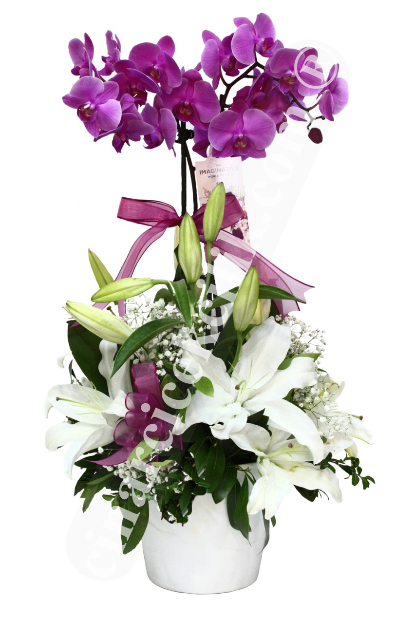 İkili Pembe Orkide C-OR135