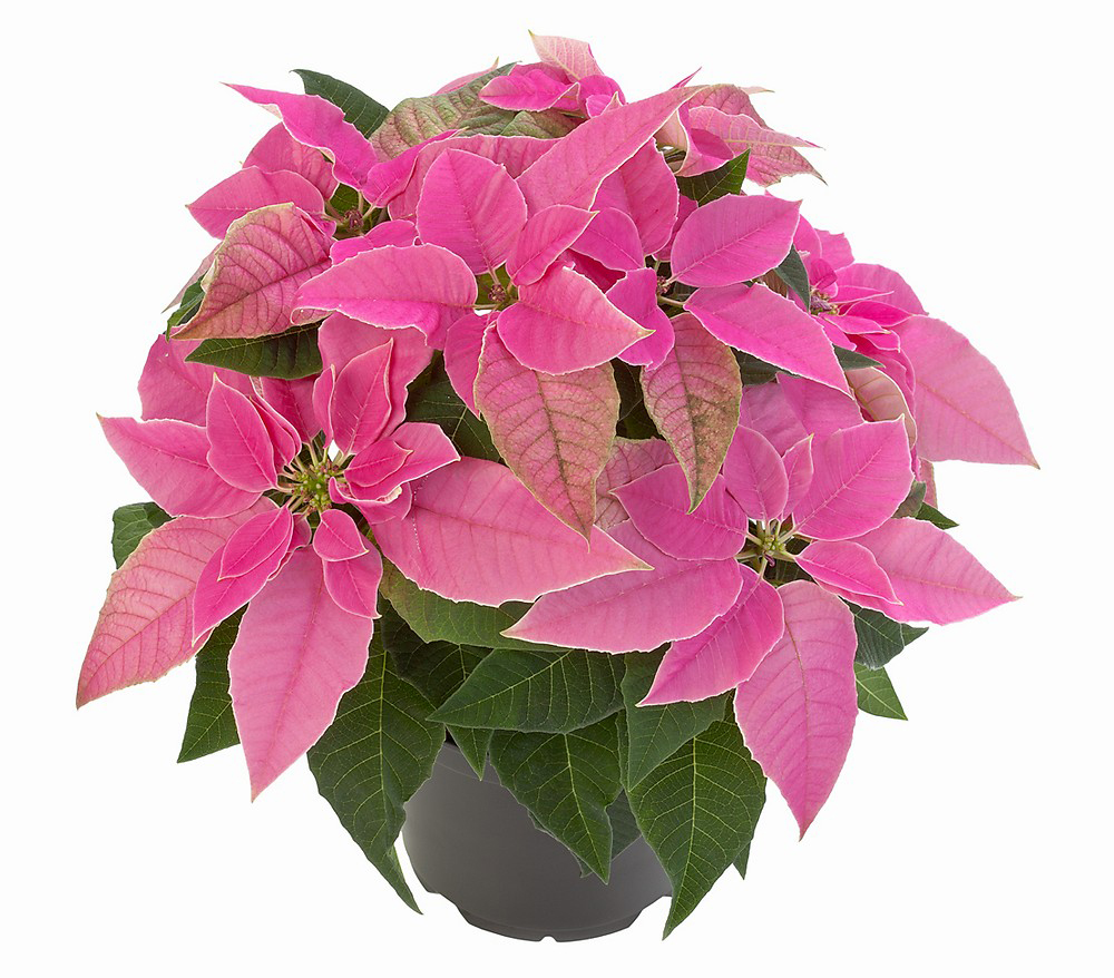 Pembe Atatürk Çiçeği C-SAK137 - Görsel 2