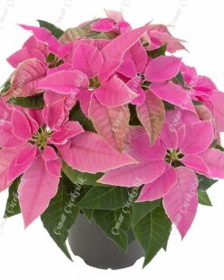 Pembe Atatürk Çiçeği C-SAK137