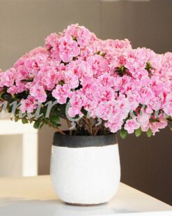 Güzel Hikaye Pembe Açelya C-SAK104