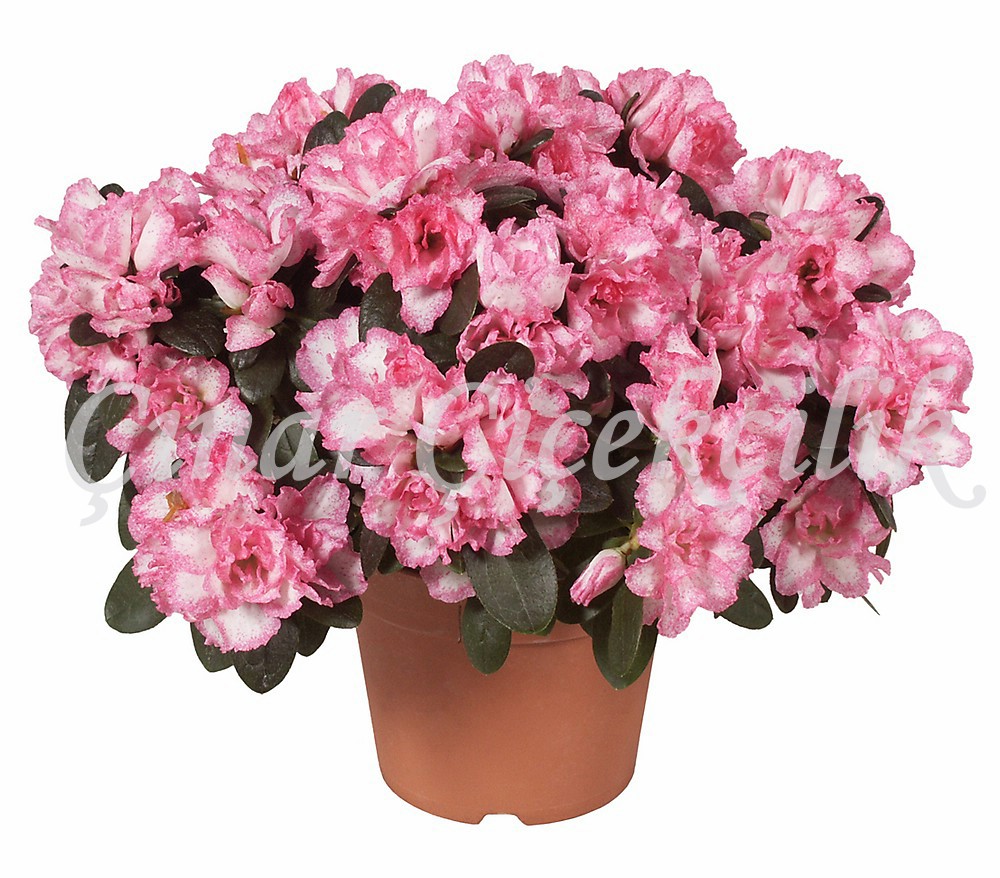 Pembe Mutluluk Açelya C-SAK102