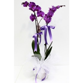 Pembe İkili Orkide C-OR115 - Görsel 2