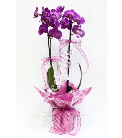 Pembe Orkide İki Köklü C-OR114