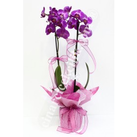 Pembe Orkide İki Köklü C-OR114