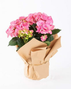 Saksı Çiçeği Ortanca (Hydrangea)