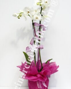 Beyaz İki Kök Orkide C-OR118