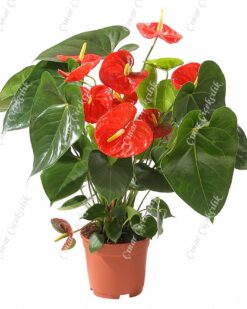 Prens Truncu Antorium C-SAK123