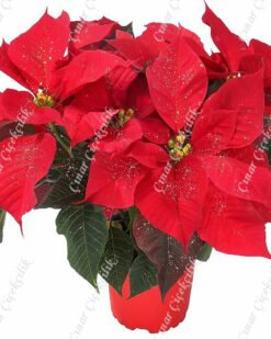 Saksıda Kırmızı Atatürk Çiçeği C-SAK136