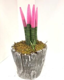 Sansevieria Özel