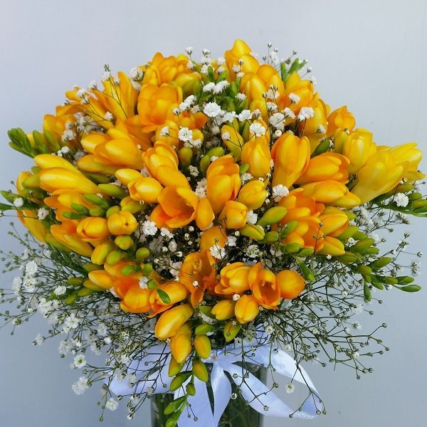 Sarı Kokulu Firezya - Görsel 3