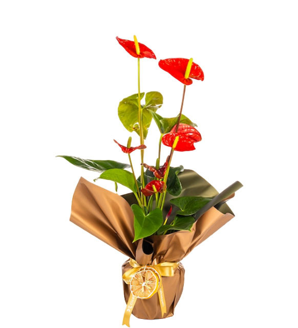 Haly Antorium - Görsel 3