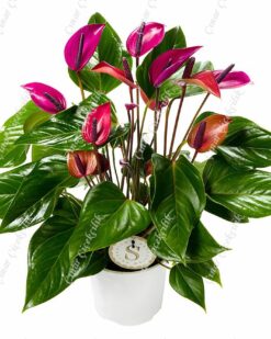 Sensa Büyük Antorium C-SAK129