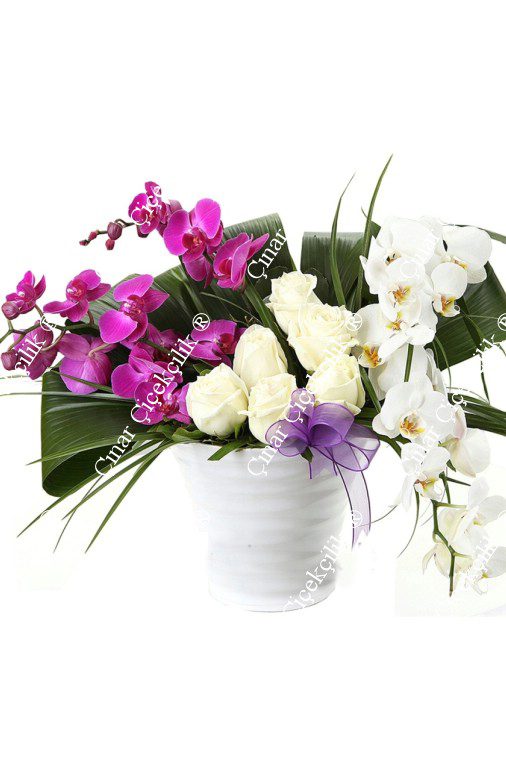 Güzel Aşk Beyaz Pembe Orkide Gül C-SER119