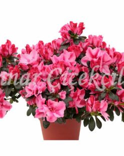 Sıcak Pembe Açelya C-SAK109