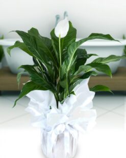 FRENCH Beyaz Çiçekli Spatifilyum Saksı Çiçeği