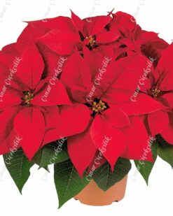 Star Kırmızı Atatürk C-SAK138