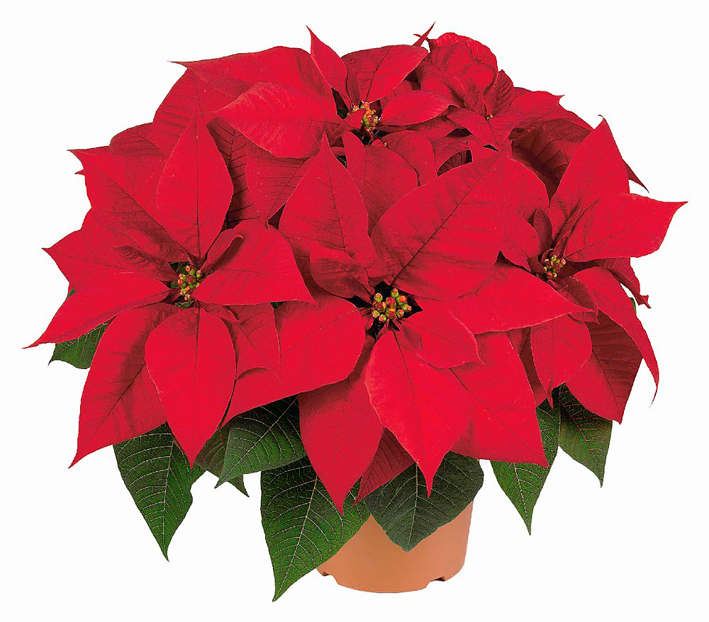 Star Kırmızı Atatürk C-SAK138 - Görsel 2