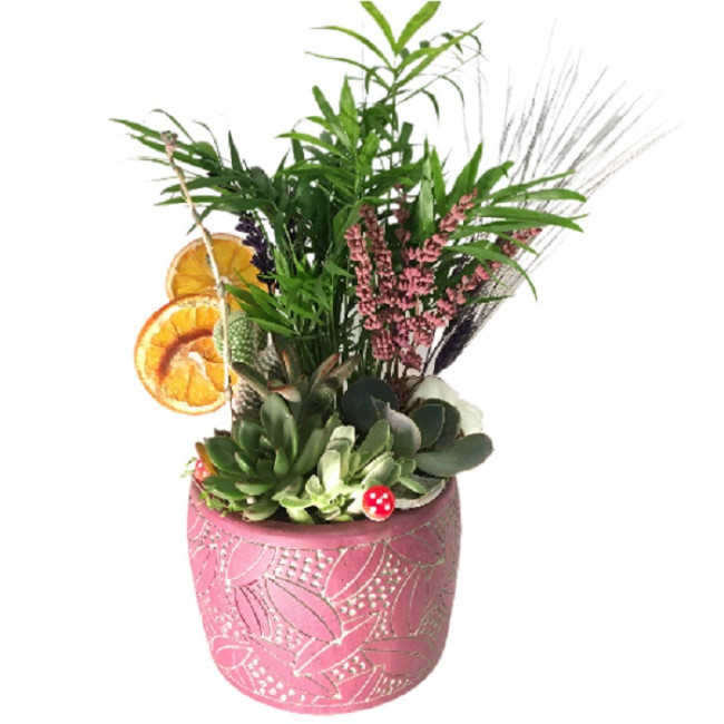 Gold Serisi Saksıda Sukulent Aranjmanı - Görsel 5