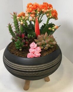 Gold Serisi Saksıda Sukulent Aranjmanı