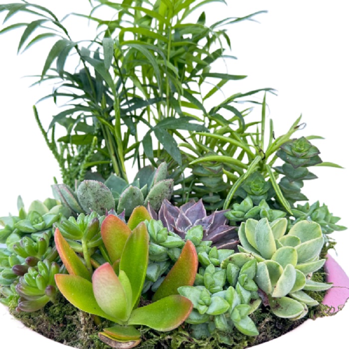 Cennet Bahçesi Sukulent Aranjmanı - Görsel 8