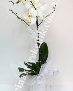 Tekli Beyaz Orkide C-OR117