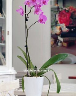 Tek dal pembe, Valentine Orkide