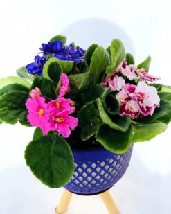 Violet Üçlü Menekşe Bahçesi