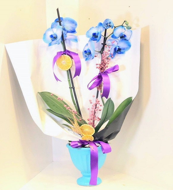 Mavi Orkide Blue Orkide C-OR112 - Görsel 3