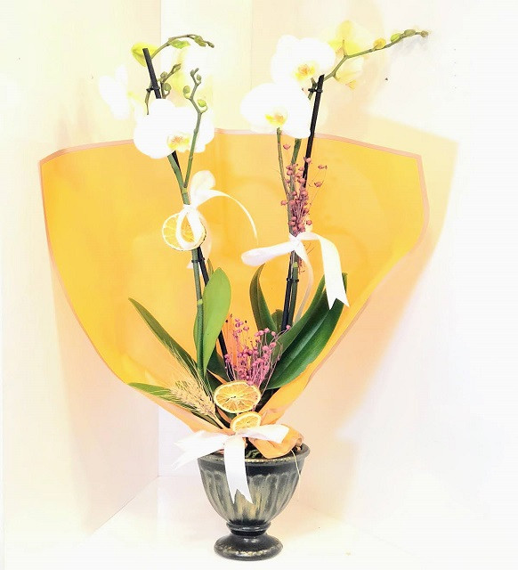 'Aynı Gün Hızlı Teslimat'' Beyaz İkili Orkide - Görsel 3