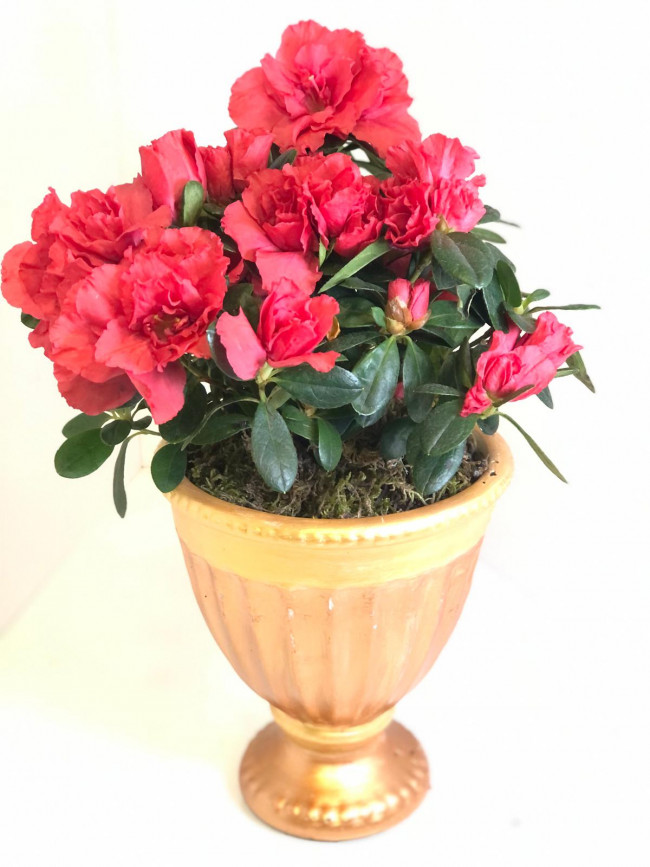 Pembe Mutluluk Açelya C-SAK102 - Görsel 3