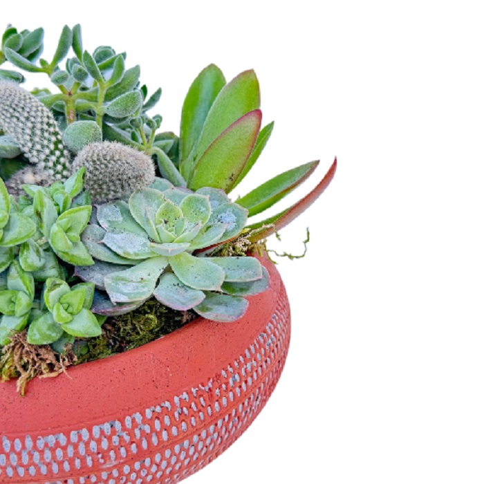 Altın Seri Sukulent - C-TER105 - Görsel 6