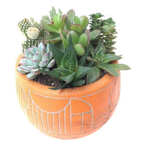 Cennet Bahçesi Sukulent Aranjmanı - Görsel 4