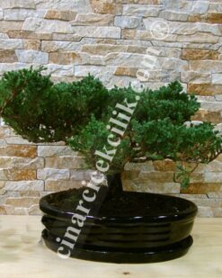 Yeşil Ardıç Bonsai