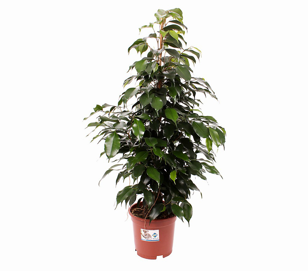 Yeşil Benjamin Saksı Çiçeği 50Cm C-SAK163 - Görsel 2