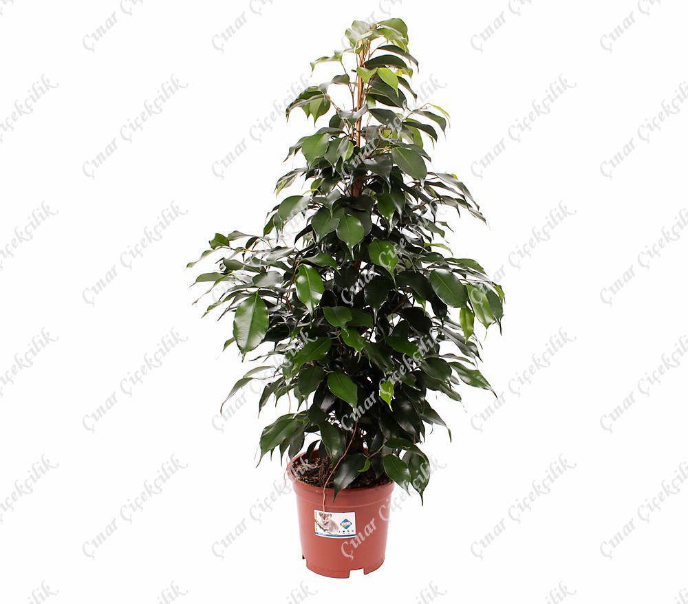 Yeşil Benjamin Saksı Çiçeği 50Cm C-SAK163