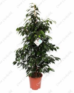 Yeşil Benjamin Saksı Çiçeği C-SAK161