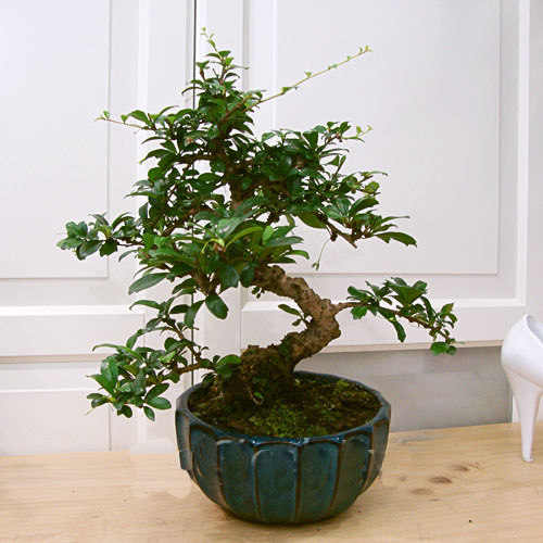Yuvarlak Tabak Carmona Bonsai - Görsel 2